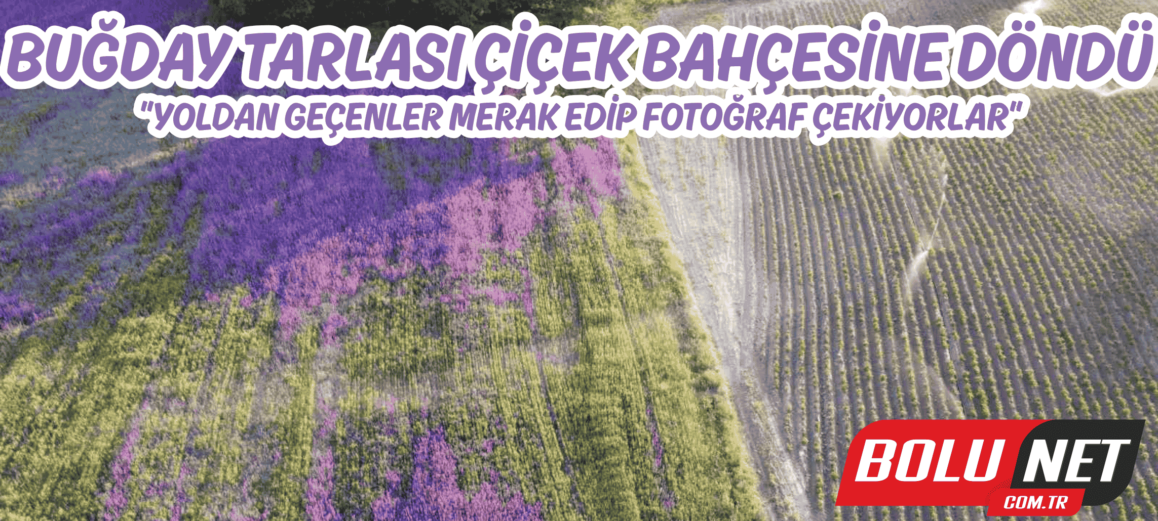 Buğday tarlası çiçek bahçesine döndü: 