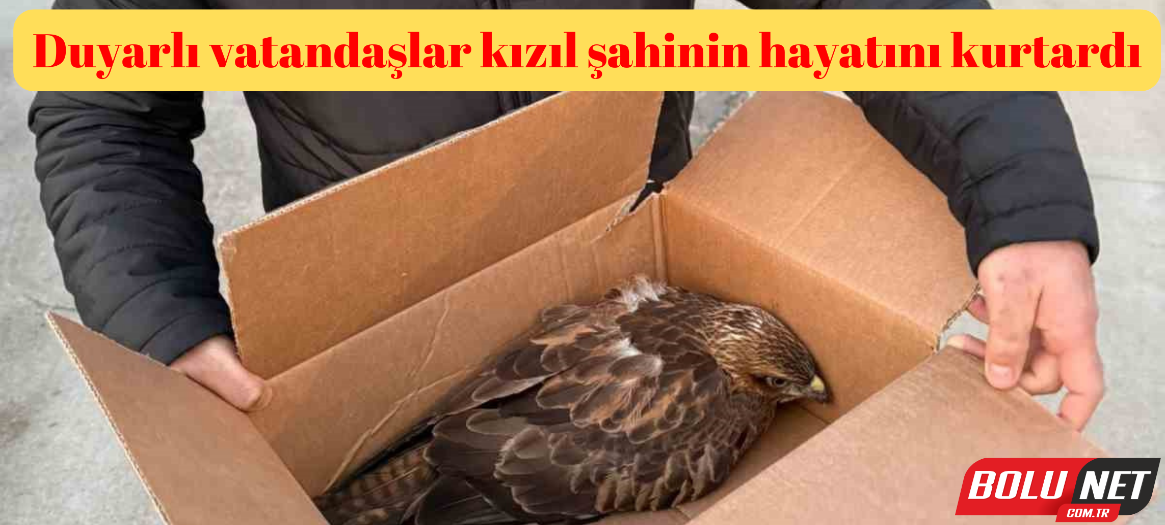 Duyarlı vatandaşlar kızıl şahinin hayatını kurtardı ...BoluNet