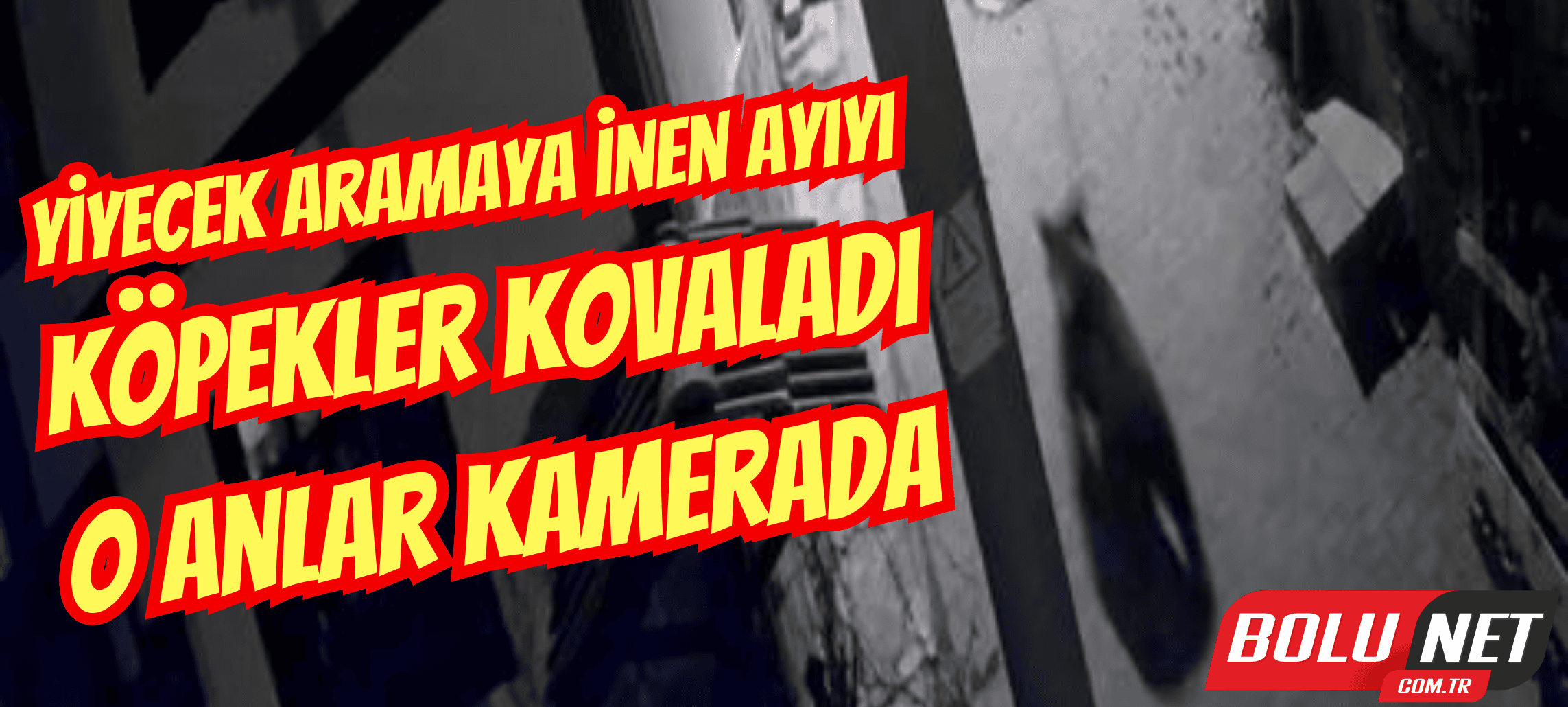 Yiyecek aramaya inen ayıyı köpekler kovaladı: O anlar kamerada...BoluNet