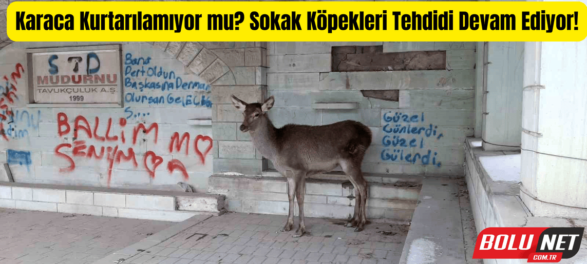 Sokak Köpekleri Karacanın Peşini Bırakmıyor mu? Mudurnu'da Şok Gelişme!...BoluNet