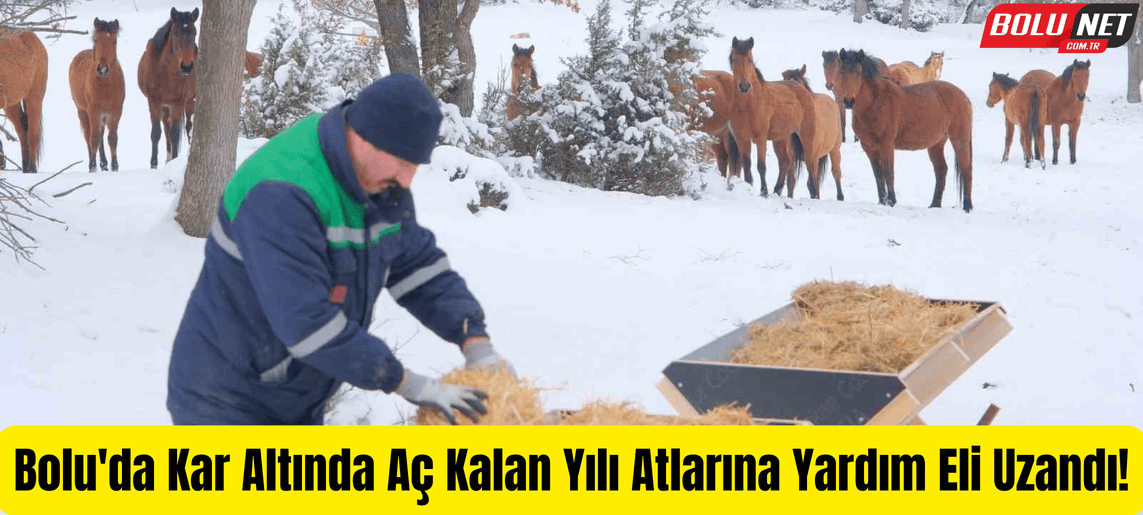 Bolu Belediyesi, Yılkı Atlarını Soğuk Kış Günlerinde Yalnız Bırakmadı! …BoluNet