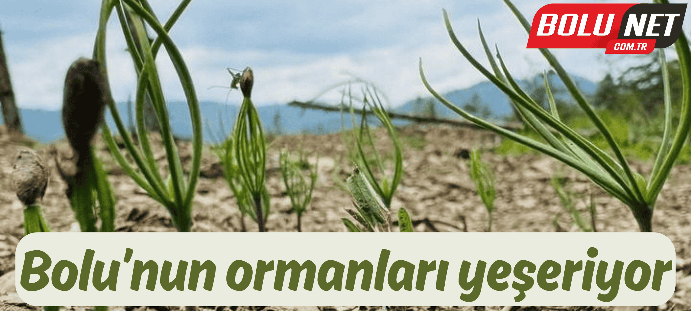 Bolu’nun ormanları yeşeriyor ...BoluNet