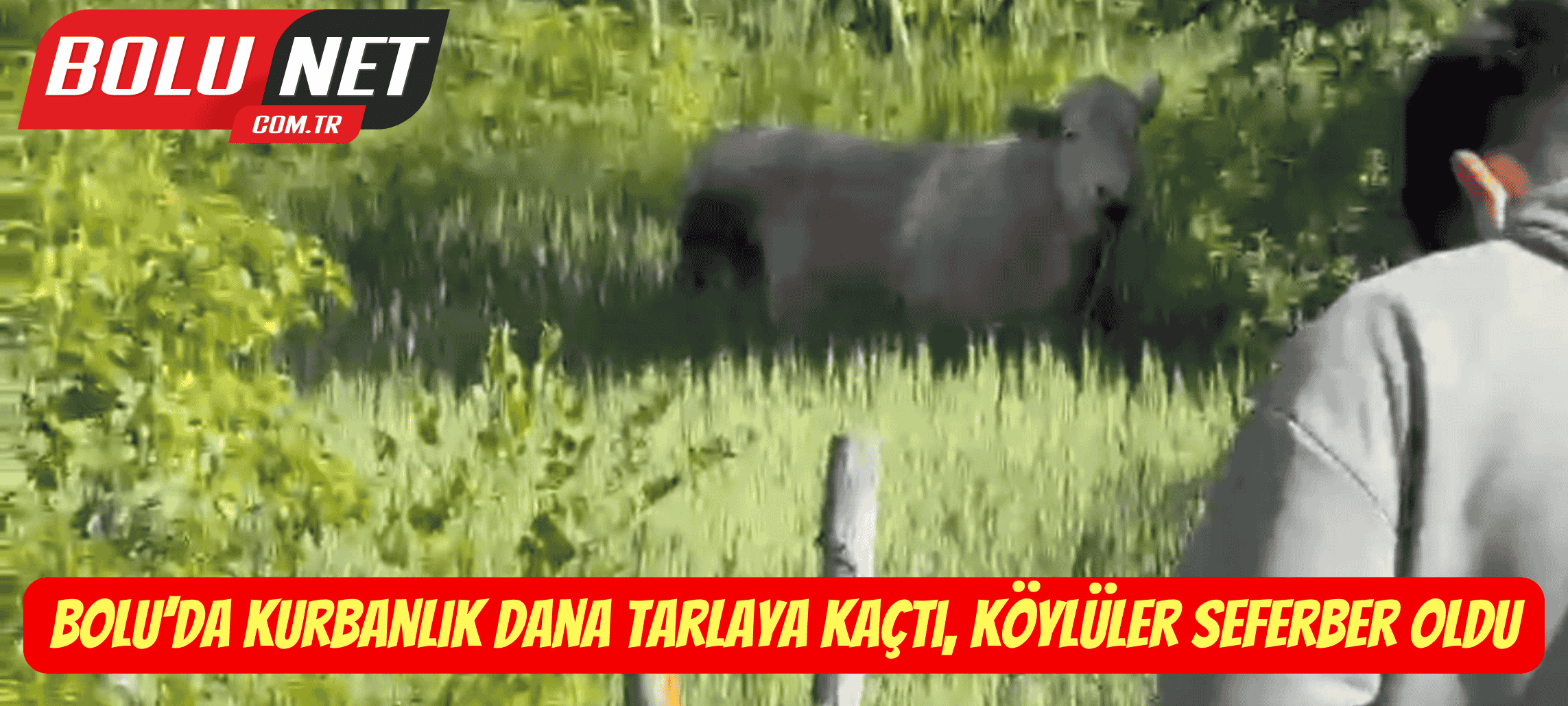 Bolu’da kurbanlık dana tarlaya kaçtı, köylüler seferber oldu...BoluNet