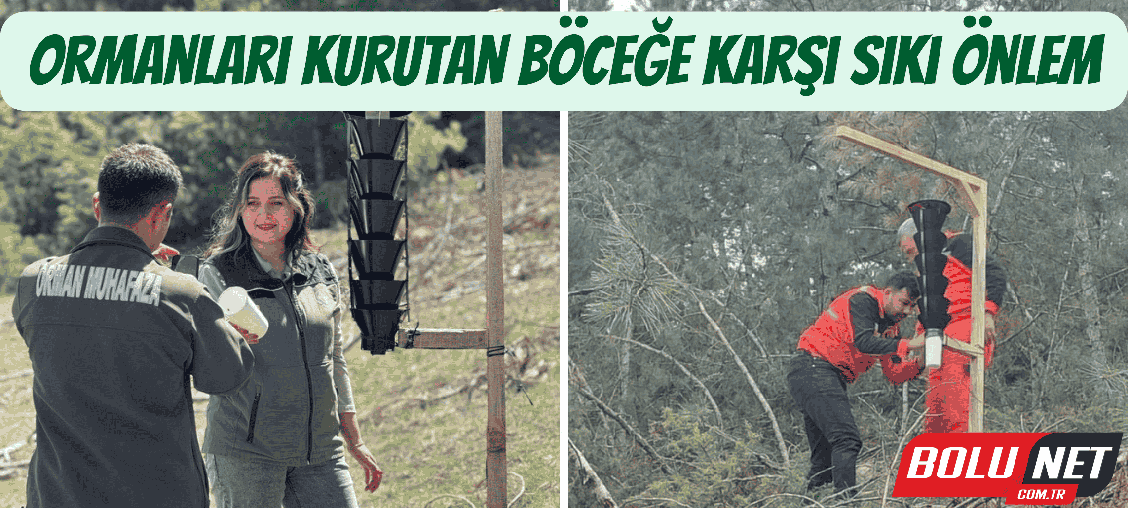 Ormanları kurutan böceğe karşı sıkı önlem ...BoluNet