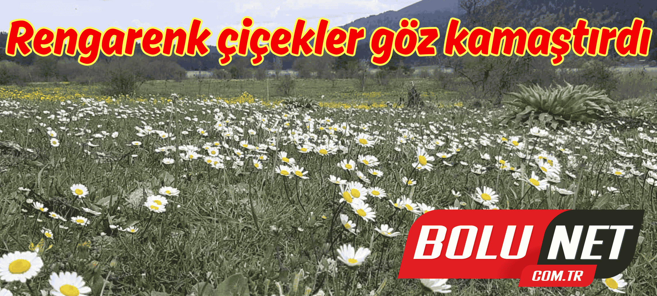 Rengarenk çiçekler göz kamaştırdı...BoluNet