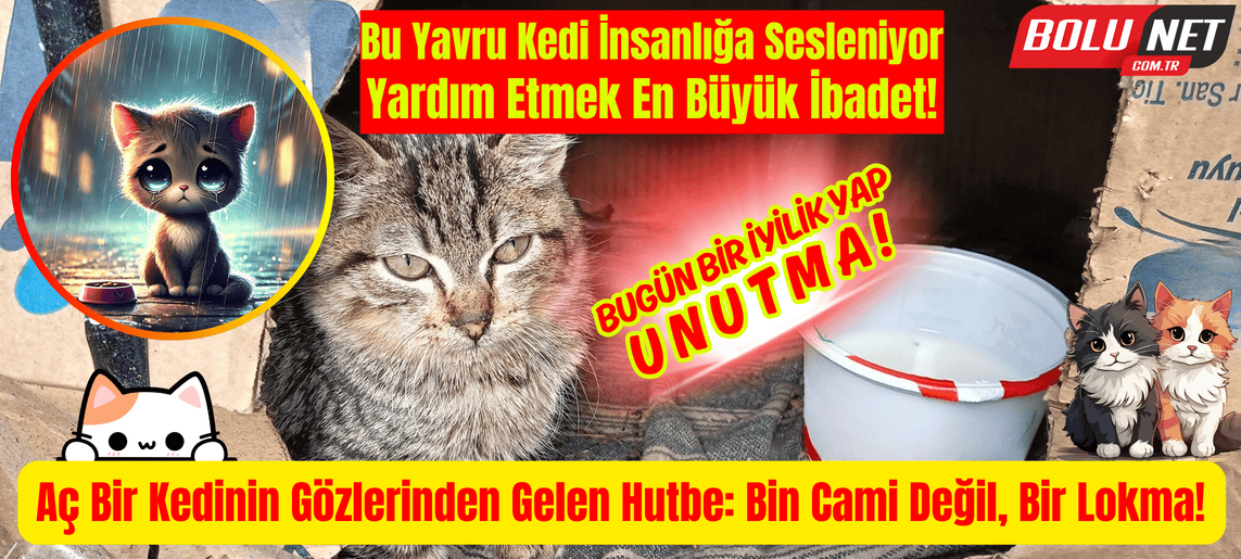 Bu Yavru Kedi İnsanlığa Sesleniyor: Yardım Etmek En Büyük İbadet! ...BoluNet