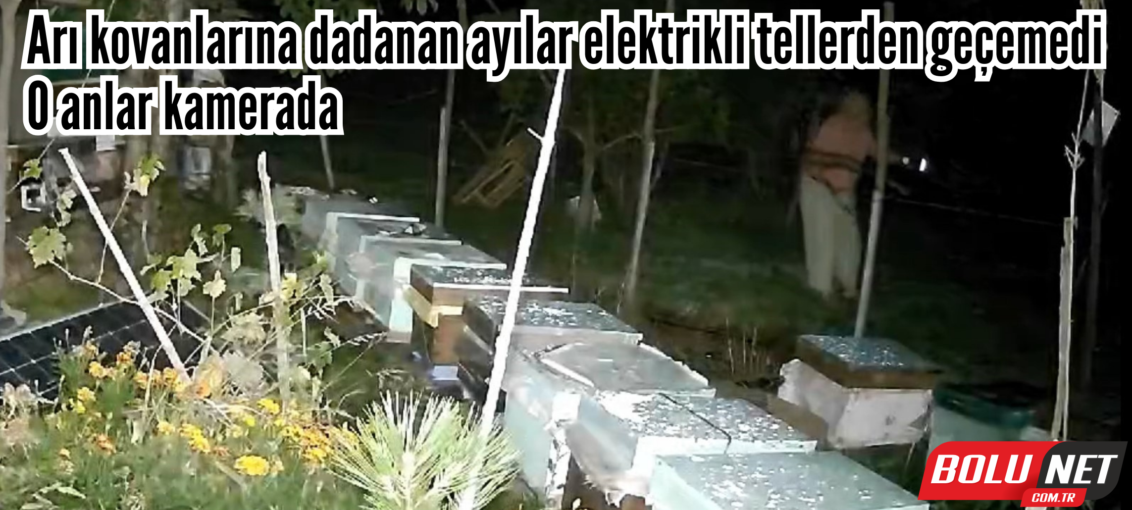 Arı kovanlarına dadanan ayılar elektrikli tellerden geçemedi: O anlar kamerada ...BoluNet