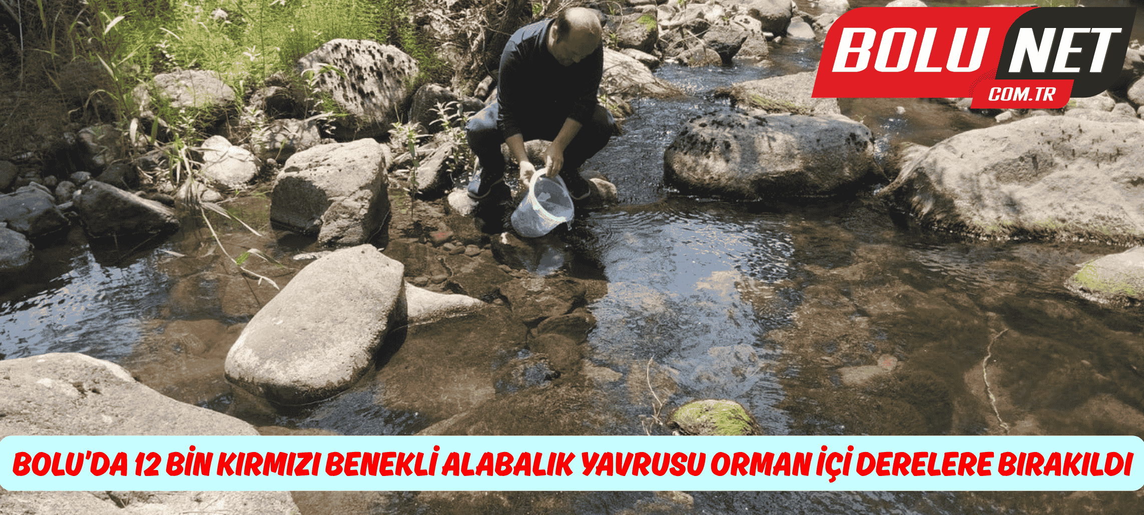Bolu’da 12 bin kırmızı benekli alabalık yavrusu orman içi derelere bırakıldı ...BoluNet