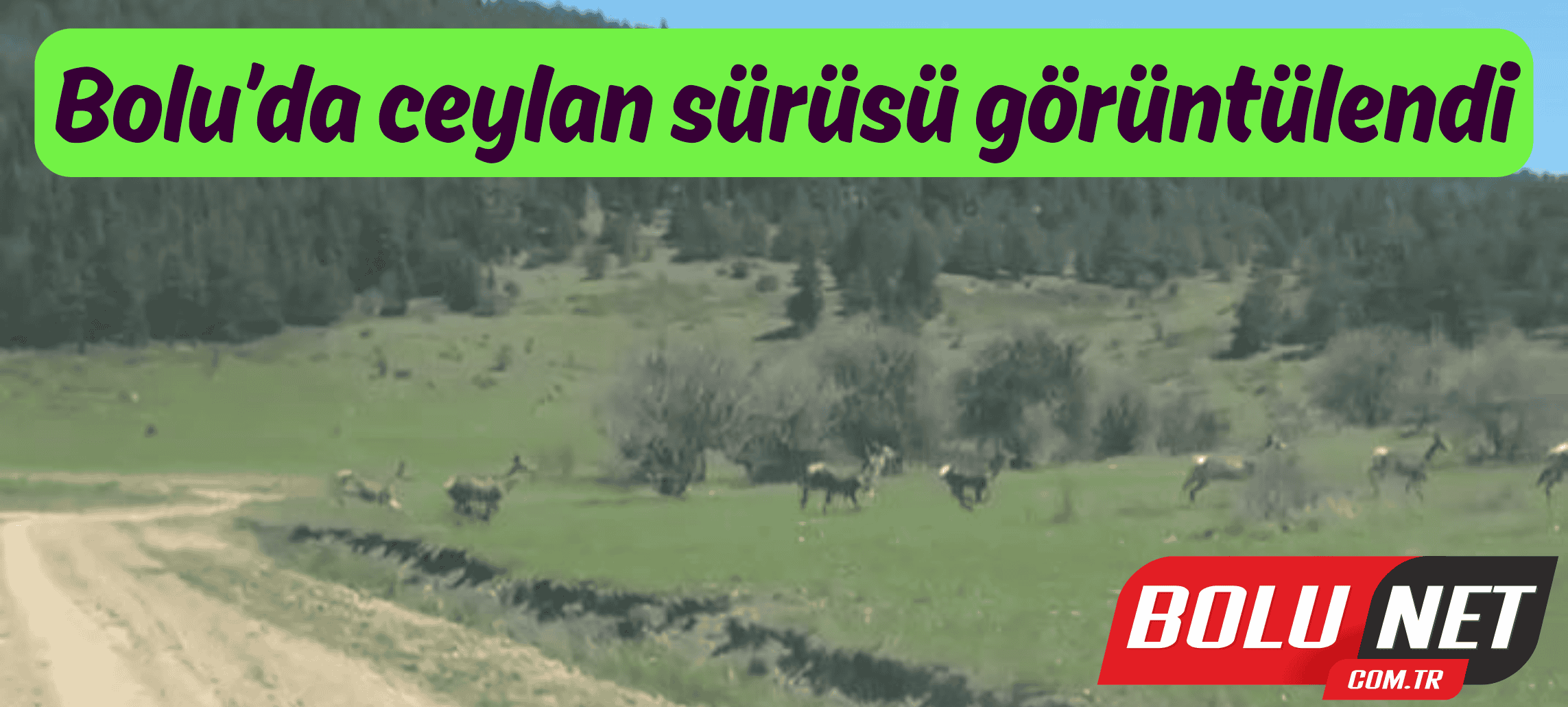 Bolu’da ceylan sürüsü görüntülendi ...BoluNet