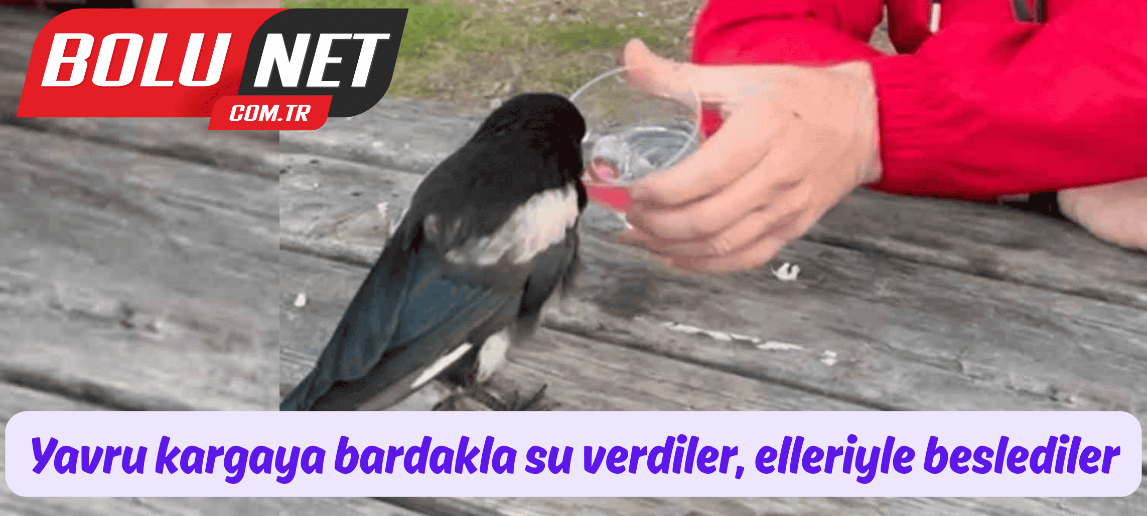 Yavru kargaya bardakla su verdiler, elleriyle beslediler ...BoluNet