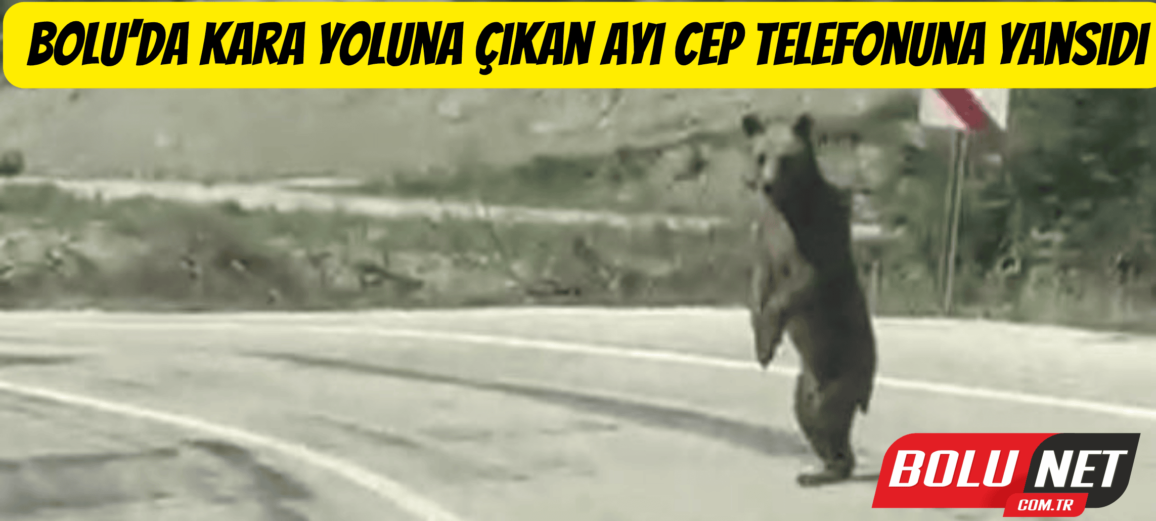 Bolu’da kara yoluna çıkan ayı cep telefonuna yansıdı ...BoluNet