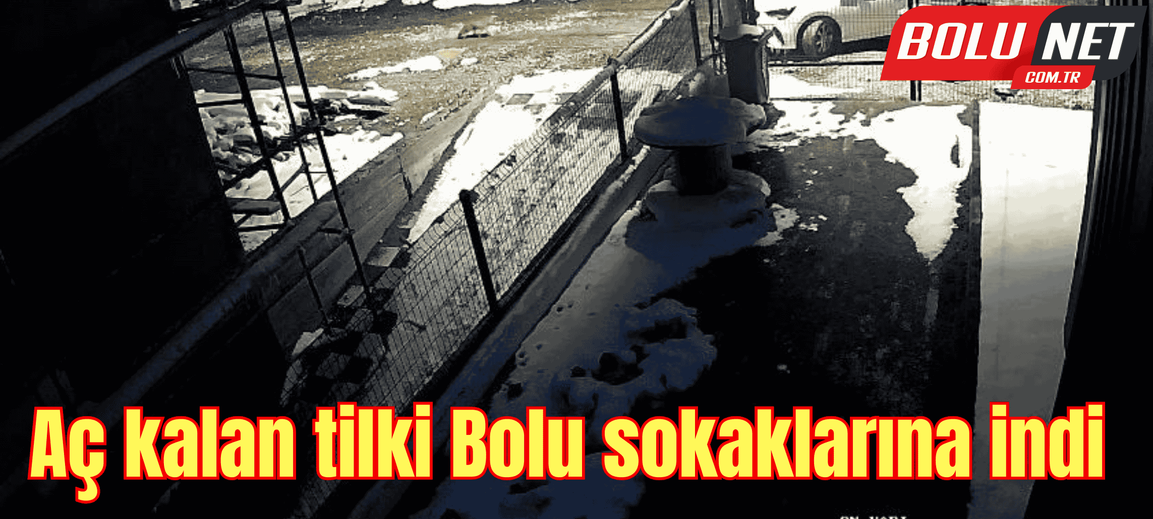 Aç kalan tilki Bolu sokaklarına indi ...BoluNet