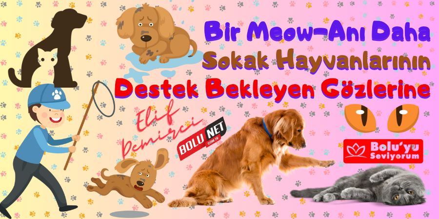 Bir Meow-Anı Daha: Sokak Hayvanlarının Destek Bekleyen Gözlerine