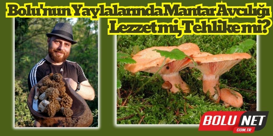 Bolu'nun Yaylaları Mantar Cenneti: Ancak Tehlikeleri de Var!...BoluNet