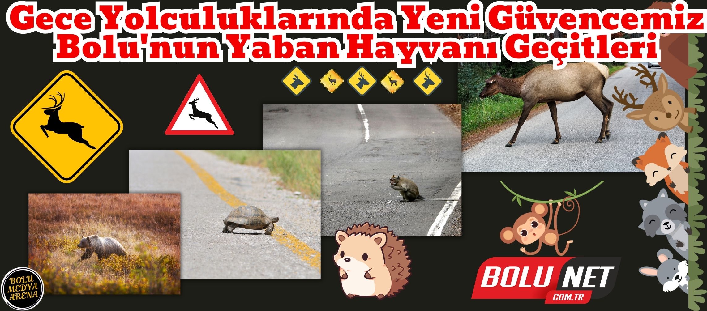 Bolu-Mudurnu Yolu: Yaban Hayvanları ve Güvenli Gelecek...BoluNet