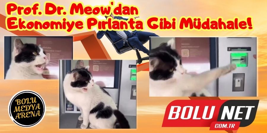 Bankamatiklerin Yeni Kralı: Prof. Dr. Meow'dan Altın Değerinde Tavsiyeler!...BoluNet