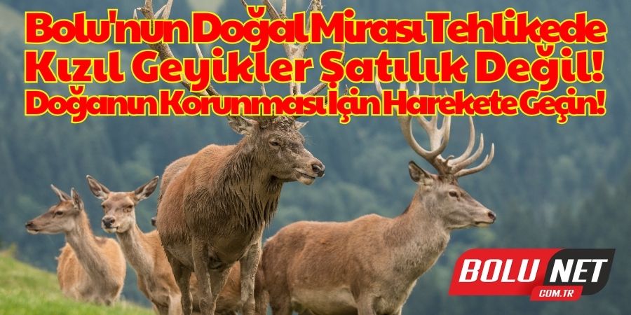 Bolu'nun Eşsiz Doğası ve Kızıl Geyiklerin Geleceği Tehlikede! Av İhalesiyle Tehdit Altında!...BoluNet