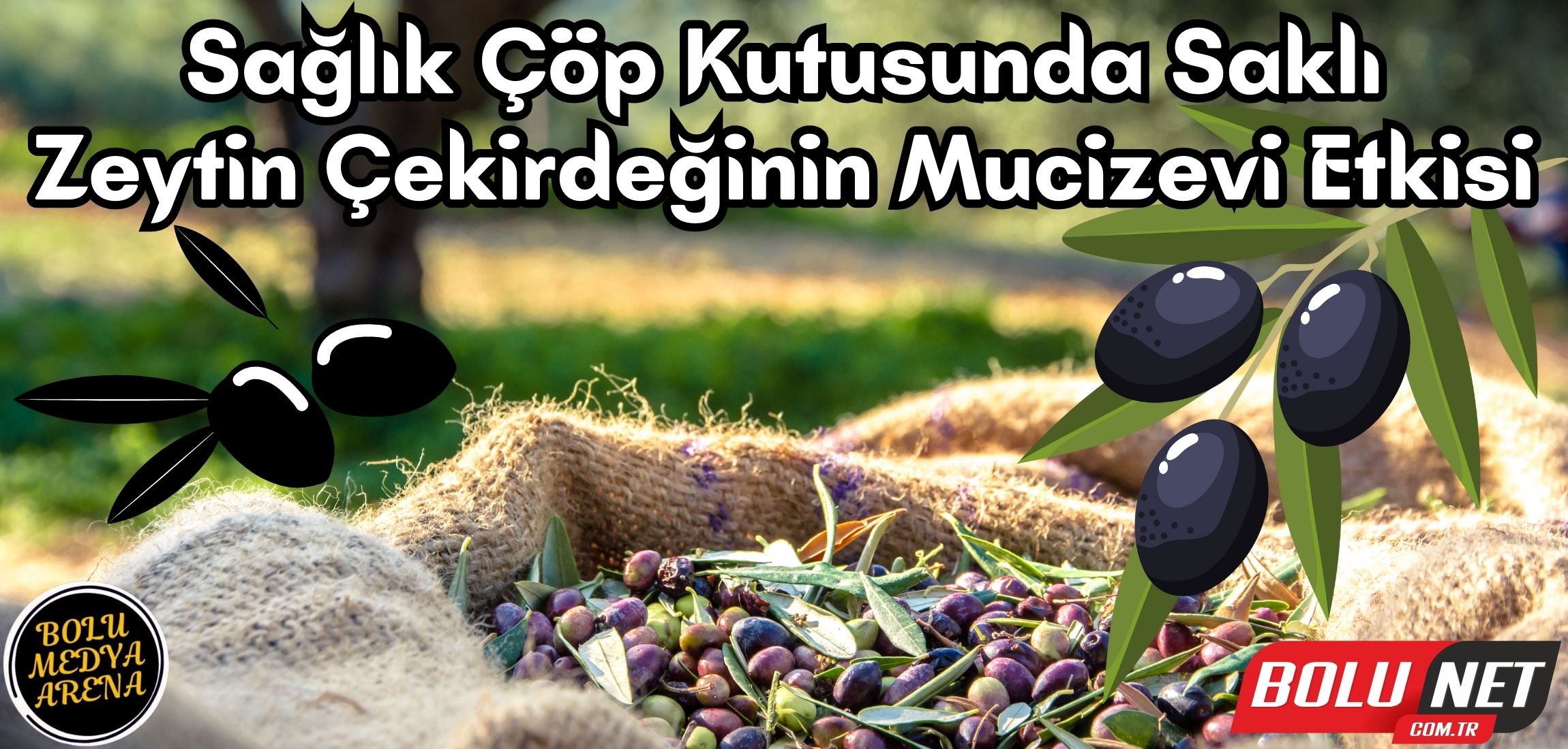 Hemoroidle Mücadelede Doğal Çözüm: Zeytin Çekirdeği... BoluNet