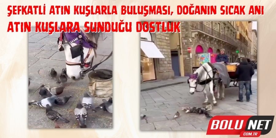 Atın Kuşlara Sunduğu Dostluk: Yemde Paylaşım...BoluNet