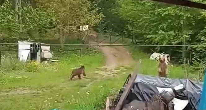 Bahçesine giren ayıları böyle kovdu