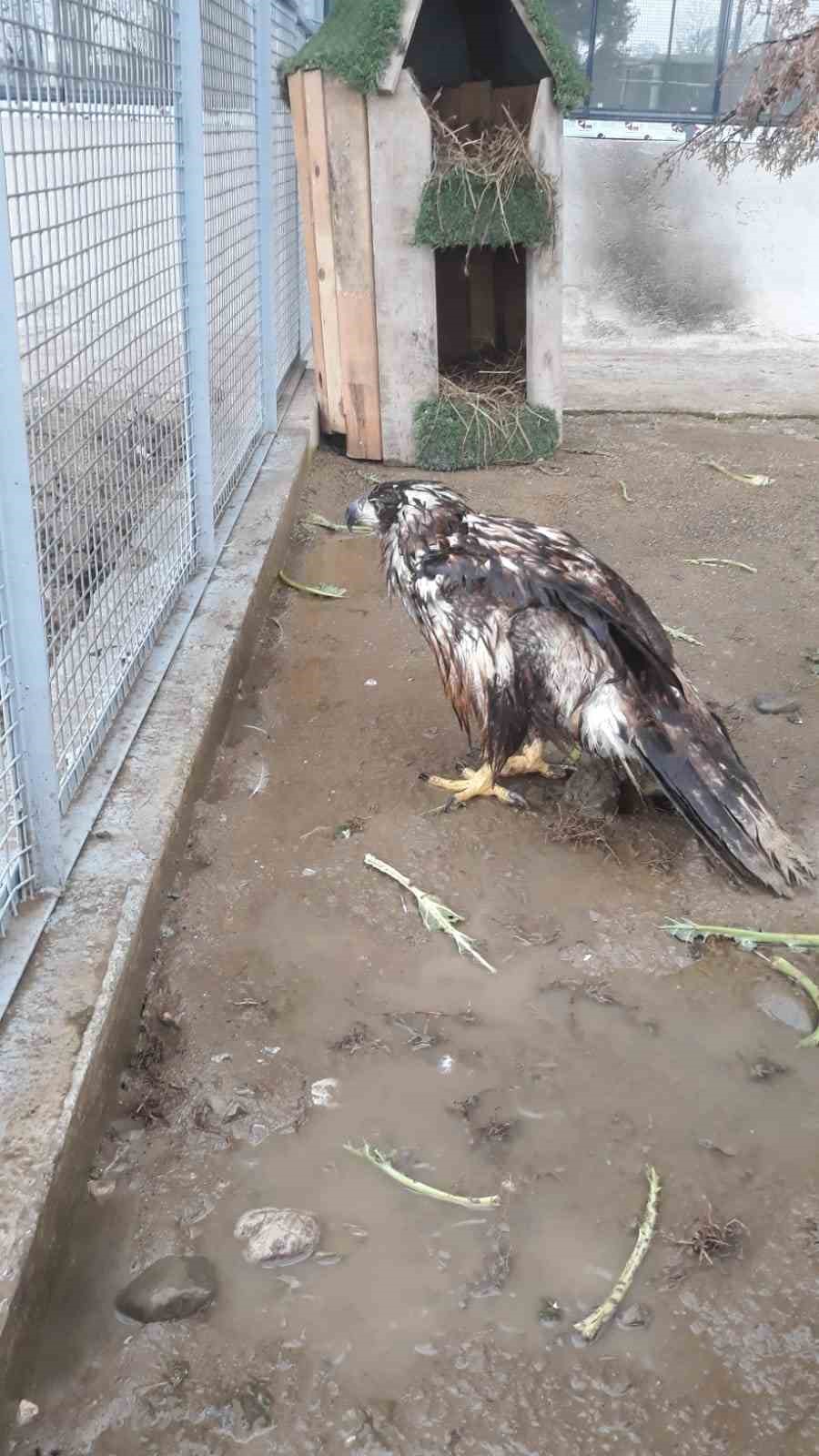 Bolu’da ampute edilen Şah Kartal’a, Sakarya’da özenle bakılacak...BoluNet