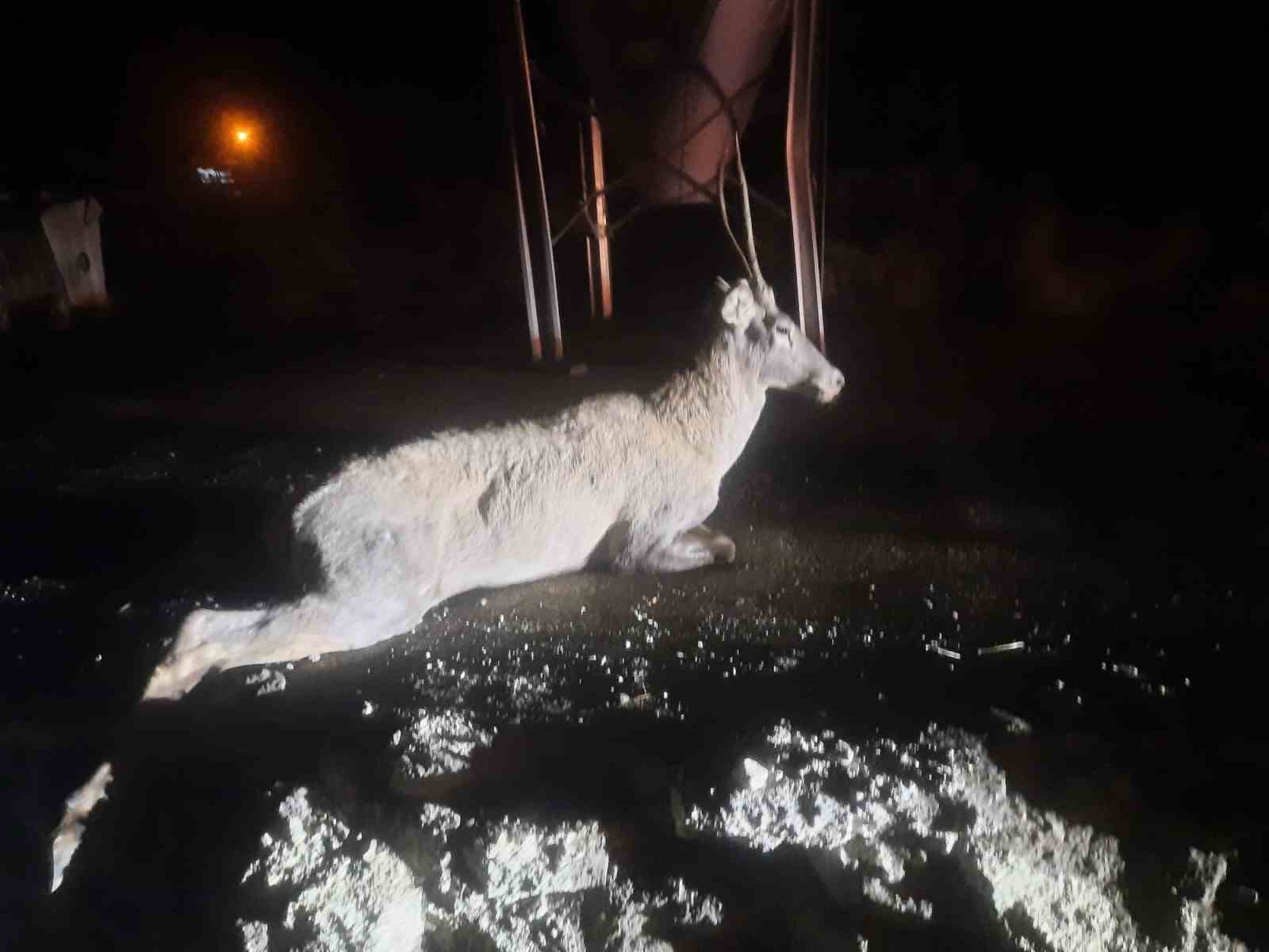 Bolu’da aracın çarptığı geyik telef oldu 