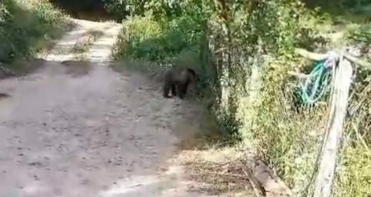 Bolu’da bahçesine ayı giren köylülerin güldüren diyaloğu 