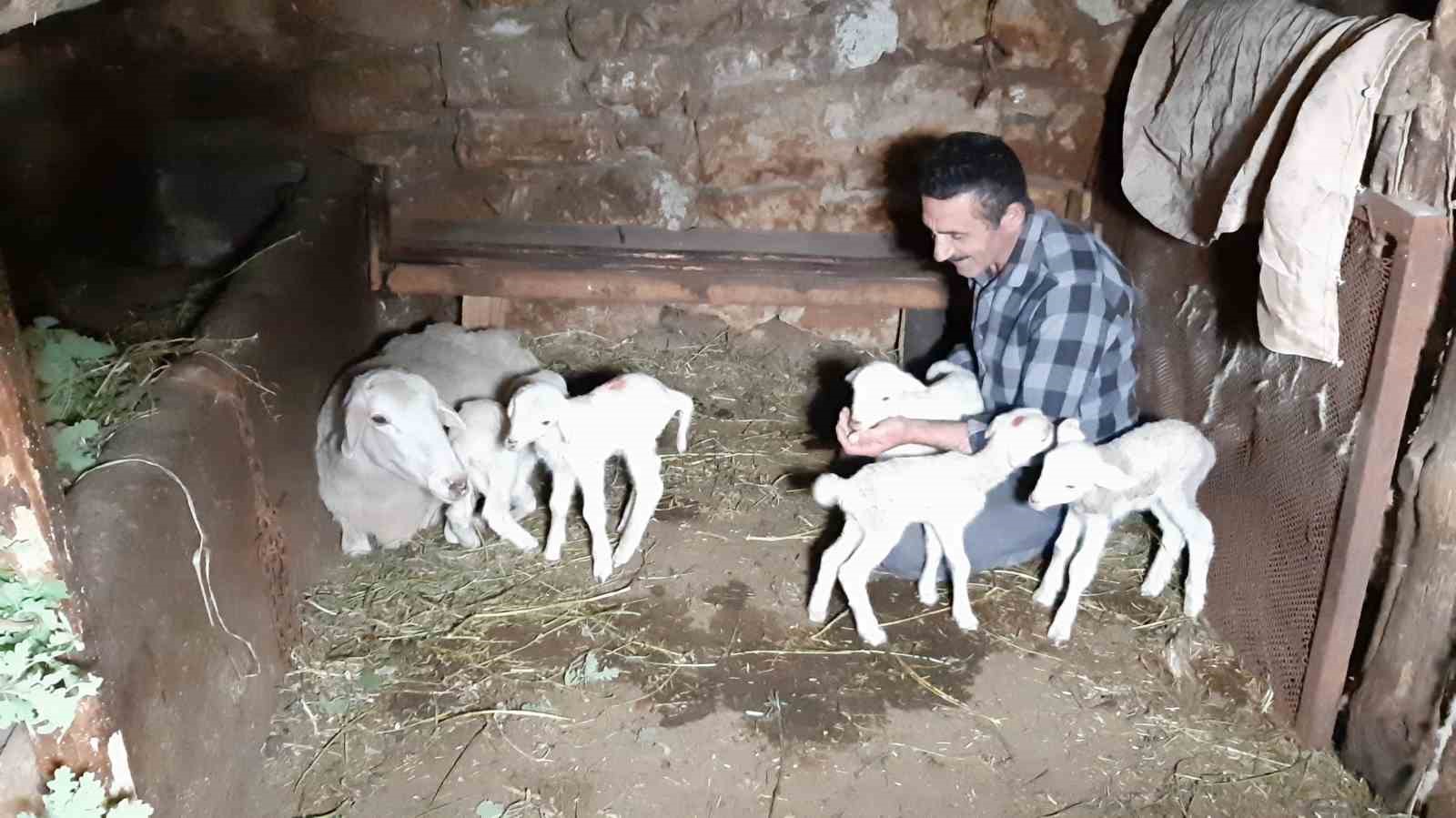 Bolu’da bir koyun seferde beşiz doğurdu...BoluNet