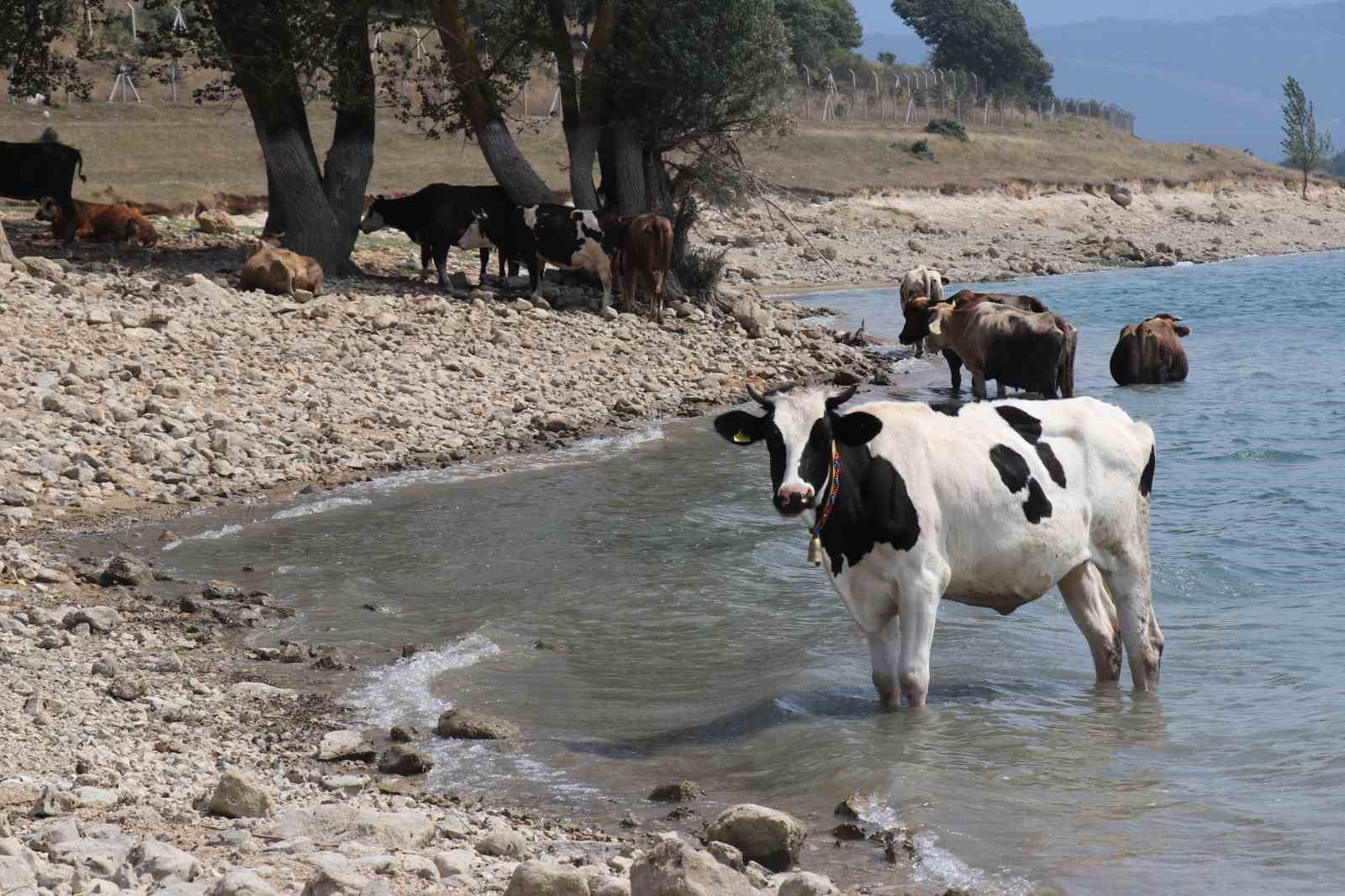 Bolu’da ineklerin serinleme keyfi 