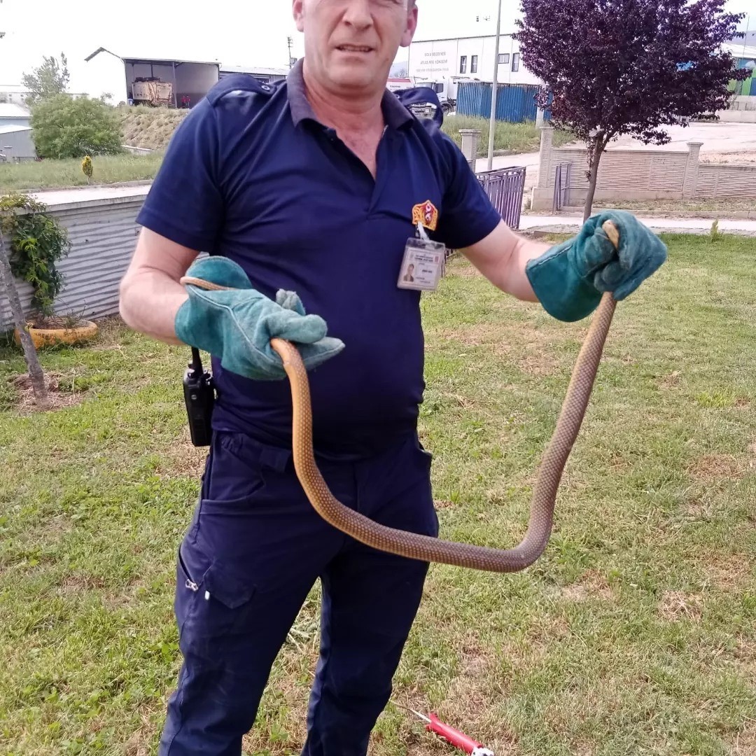 Bolu’da yılan paniği ...BoluNet