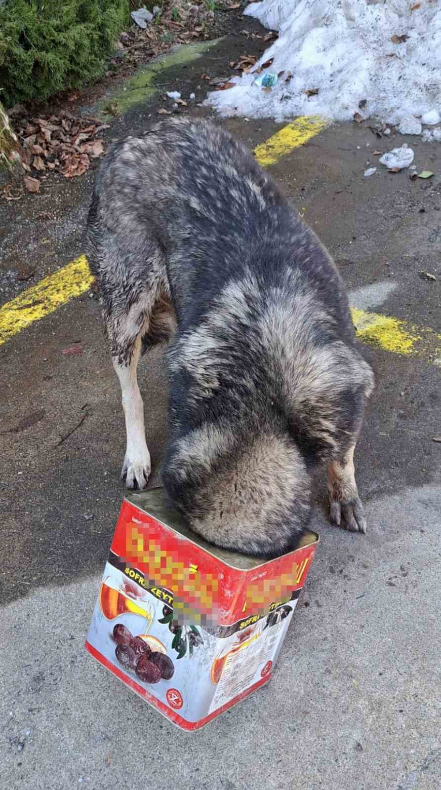 Bolu Dağı’nda yiyecek arayan köpek kafasını tenekeye sıkıştırdı...BoluNet