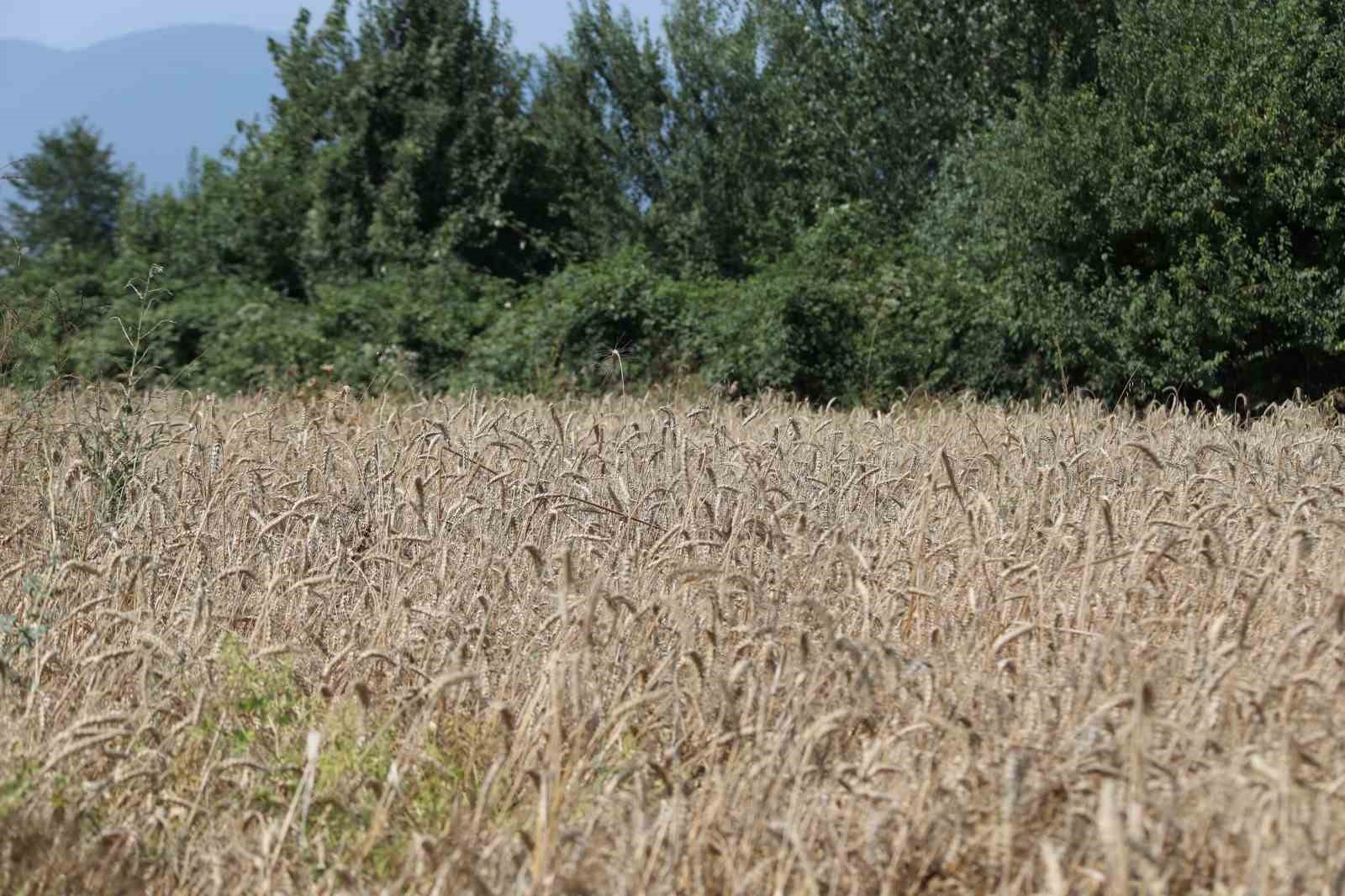 Bu buğdayın faydaları saymakla bitmiyor 