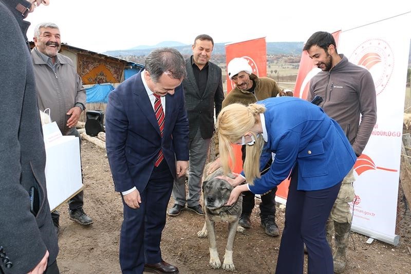 Bu hastalık köpeklerden insanlara bulaşıyor...BoluNet