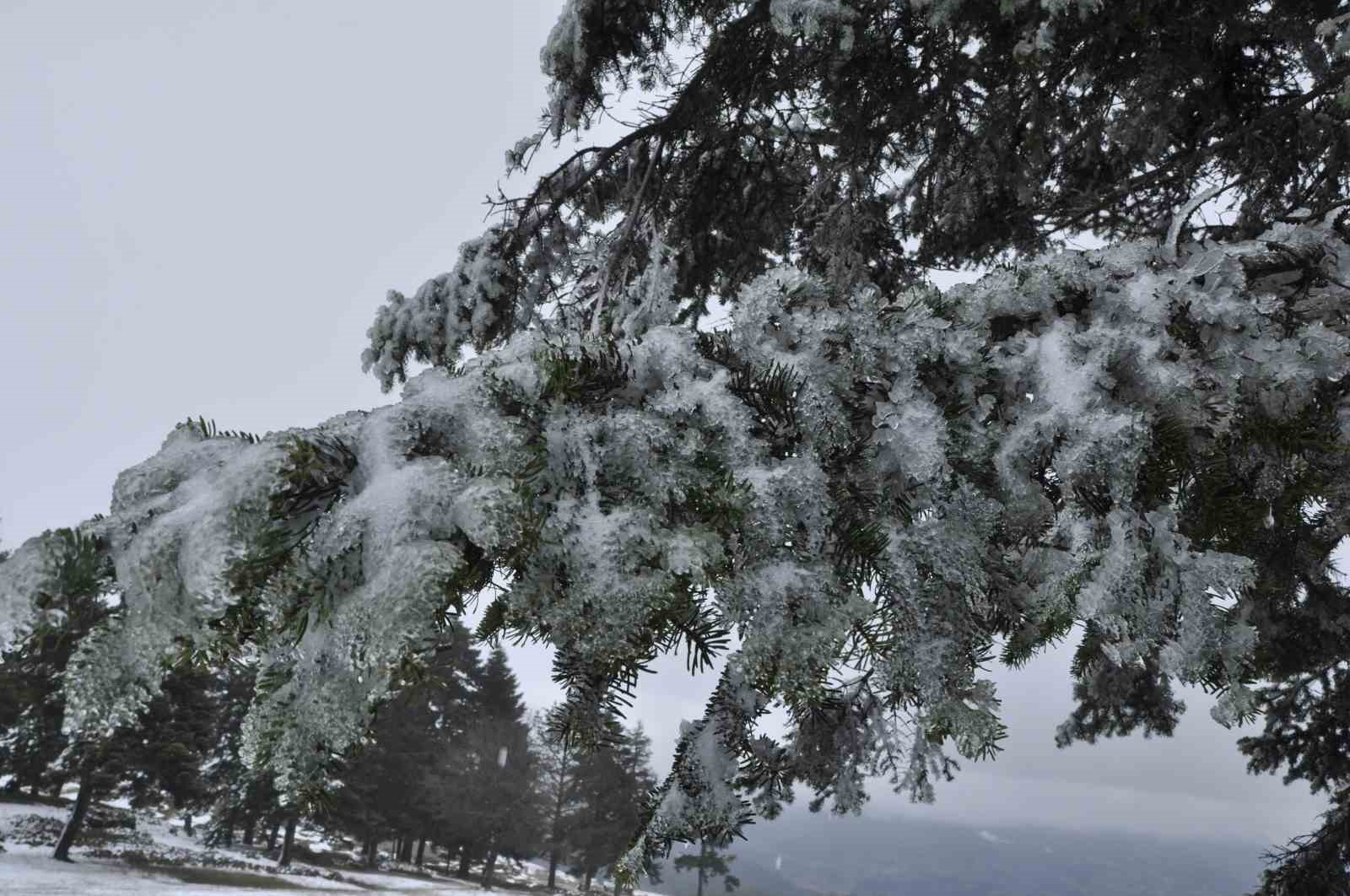 Çam ağaçlarının yaprakları buz tuttu...BoluNet