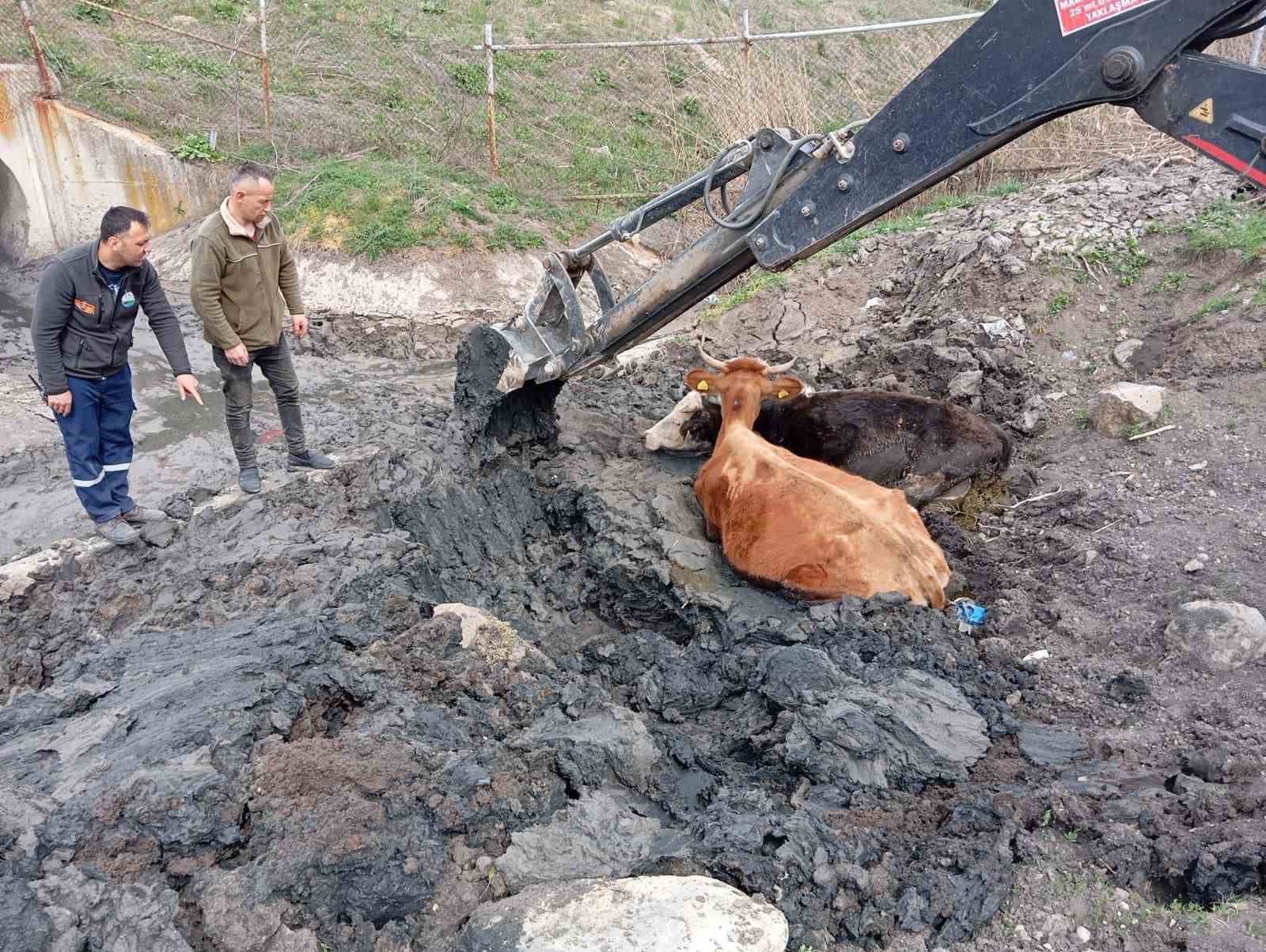 Çamura saplanan inekler kepçeyle kurtarıldı ...BoluNet