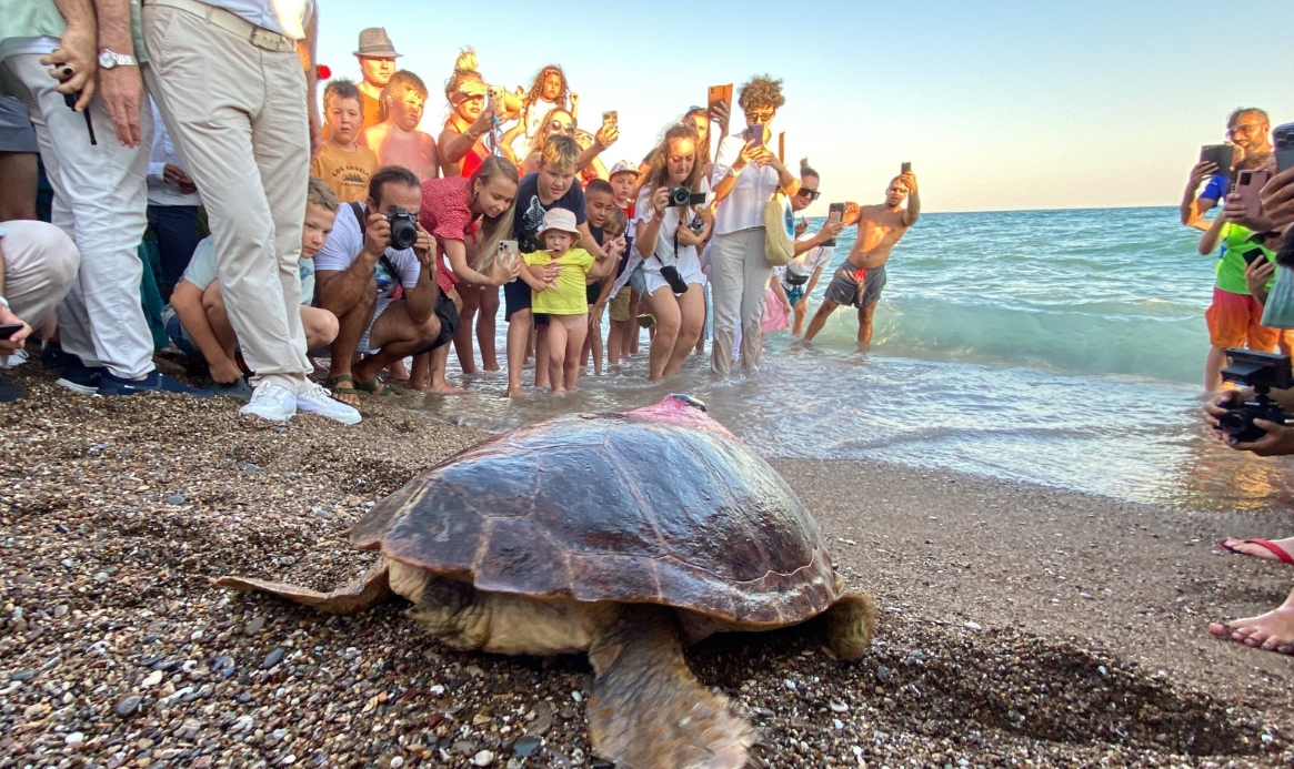 Caretta Caretta ‘Lara Barış’ 1,5 yılda 4 bin kilometre yol kat etti...BoluNet