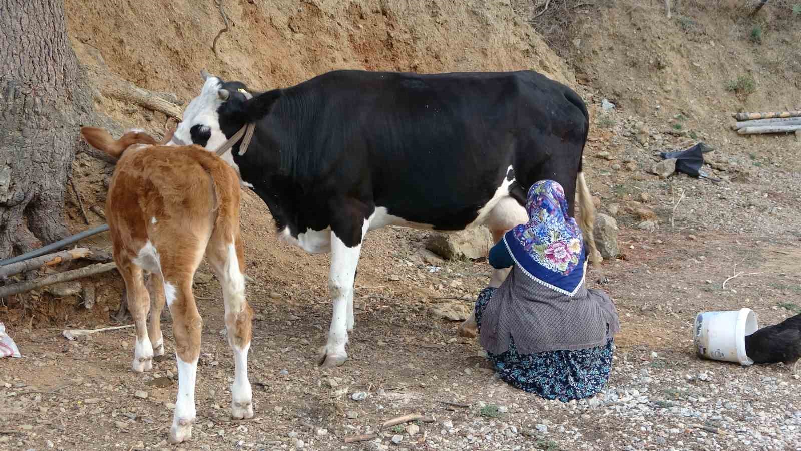 Çiğ süt destek ödemeleri çiftçilerin hesaplarına yatırıldı.