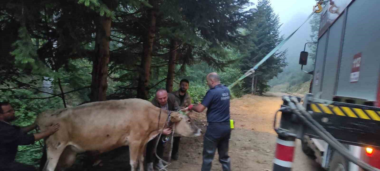 Dere yatağına giren inek itfaiye ekiplerince kurtarıldı 