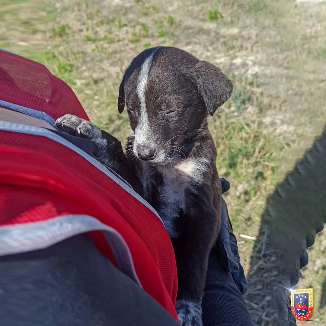 Görme engelli yavru köpek emin ellerde 