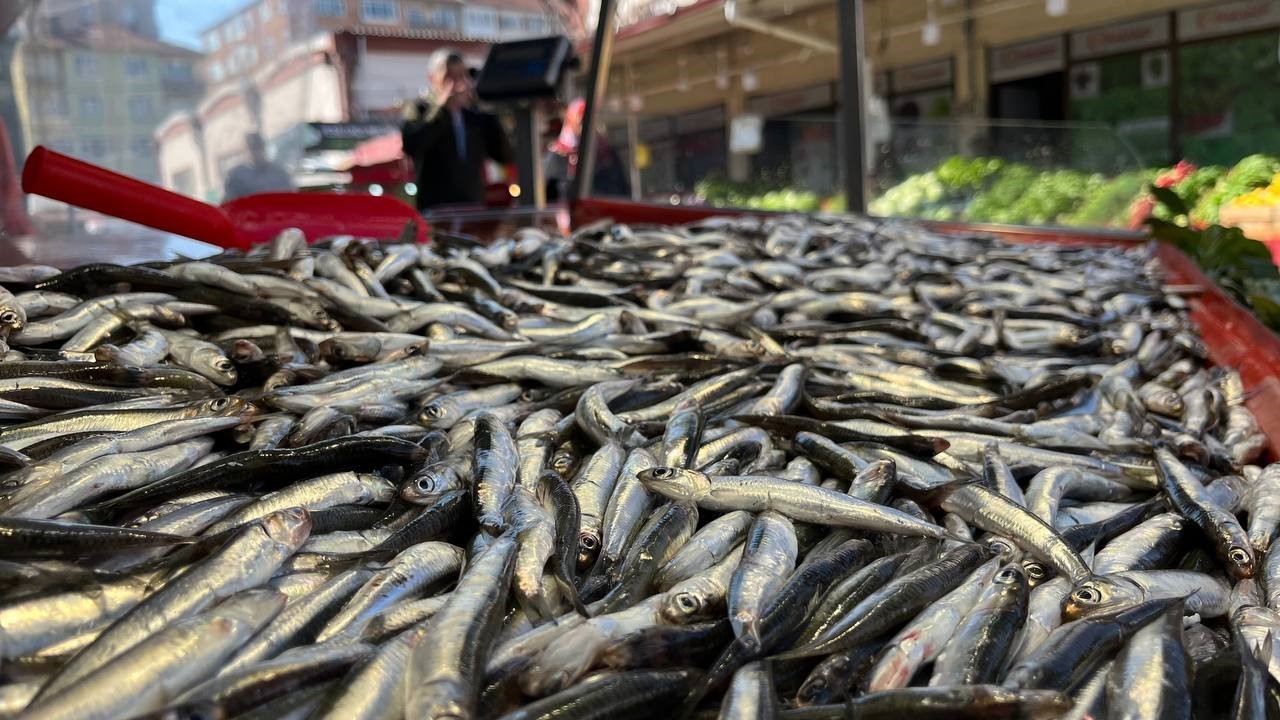 Hamsi tezgahlardaki son günlerini yaşıyor...BoluNet