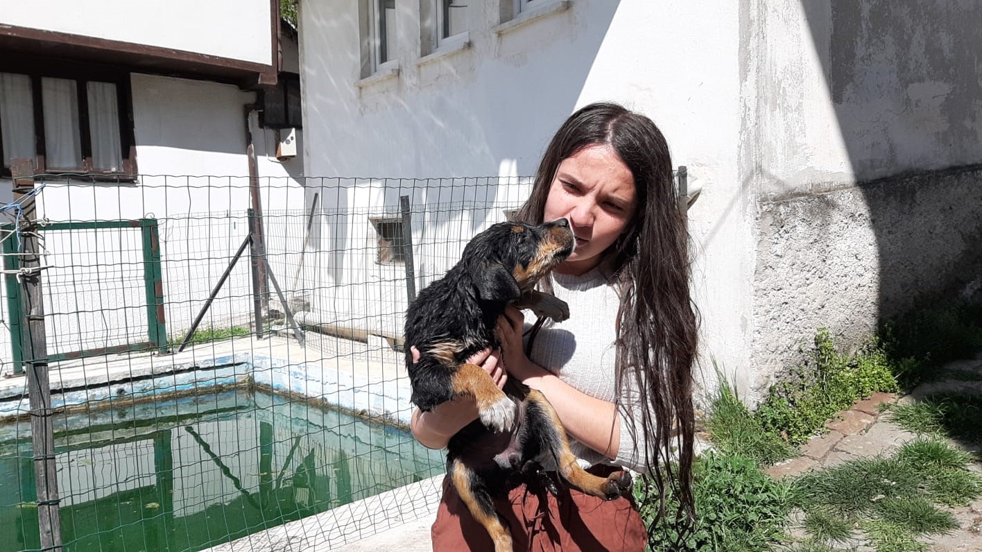 Havuzda boğulmak üzere olan yavru köpeği vatandaşlar kurtardı...BoluNet