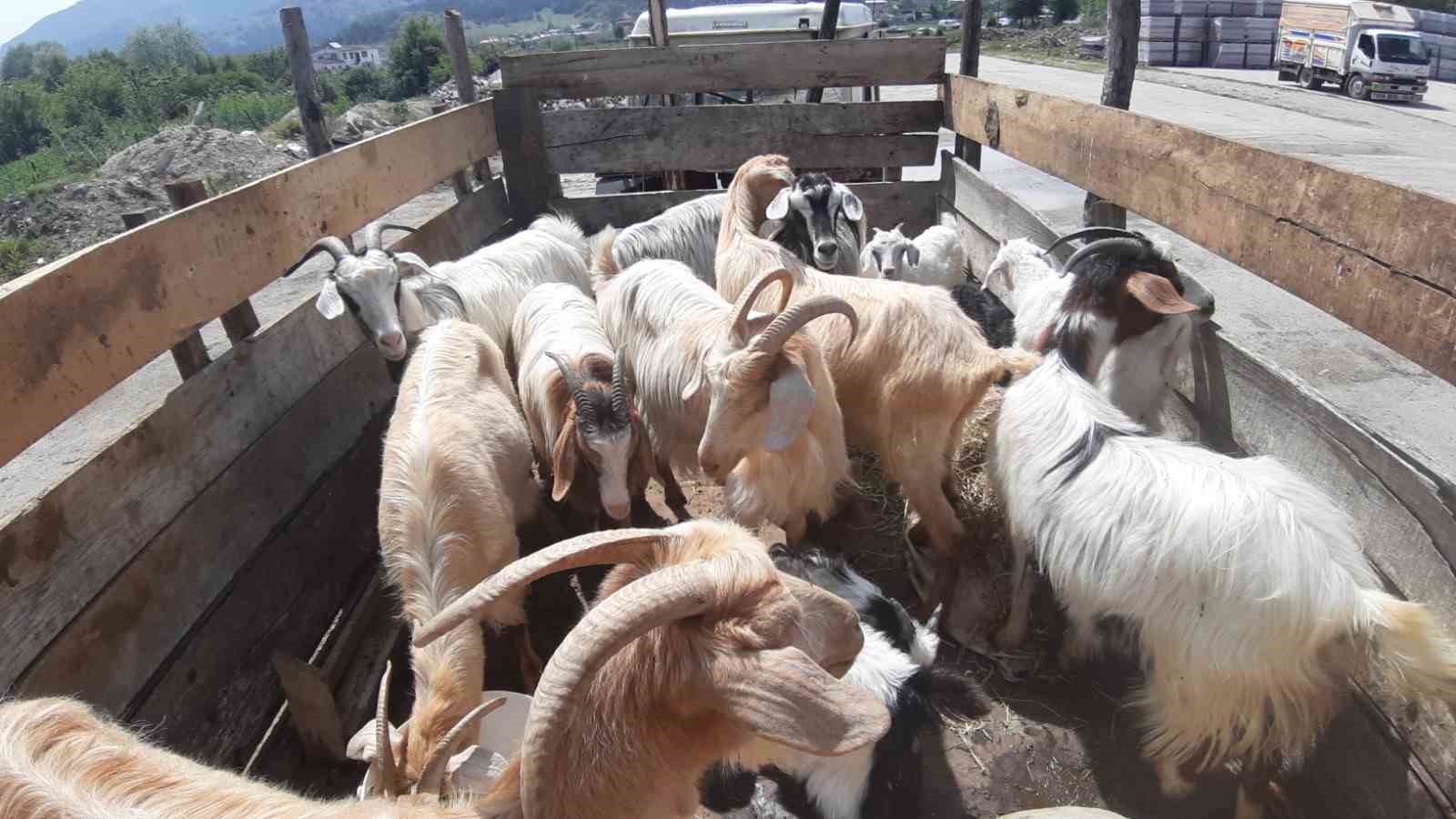 Kurban pazarında son yılların en durgun günleri yaşanıyor...BoluNet