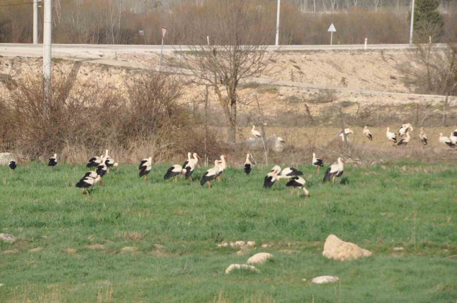 Leyleklerin göç durağı Bolu ...BoluNet