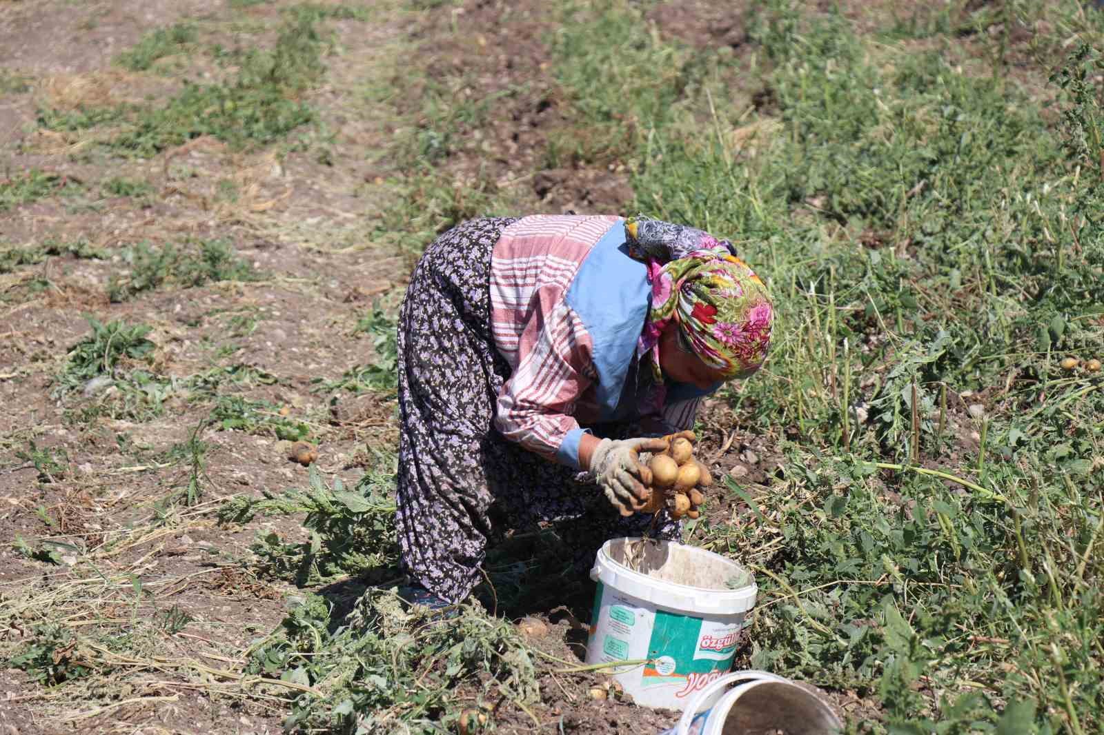 Patates diyarı Bolu’da hasat başladı 