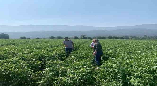 Patates tarlalarında mildiyö alarmı 