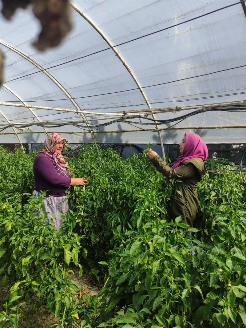 Sağlıklı seracılık için ekipler sahada 