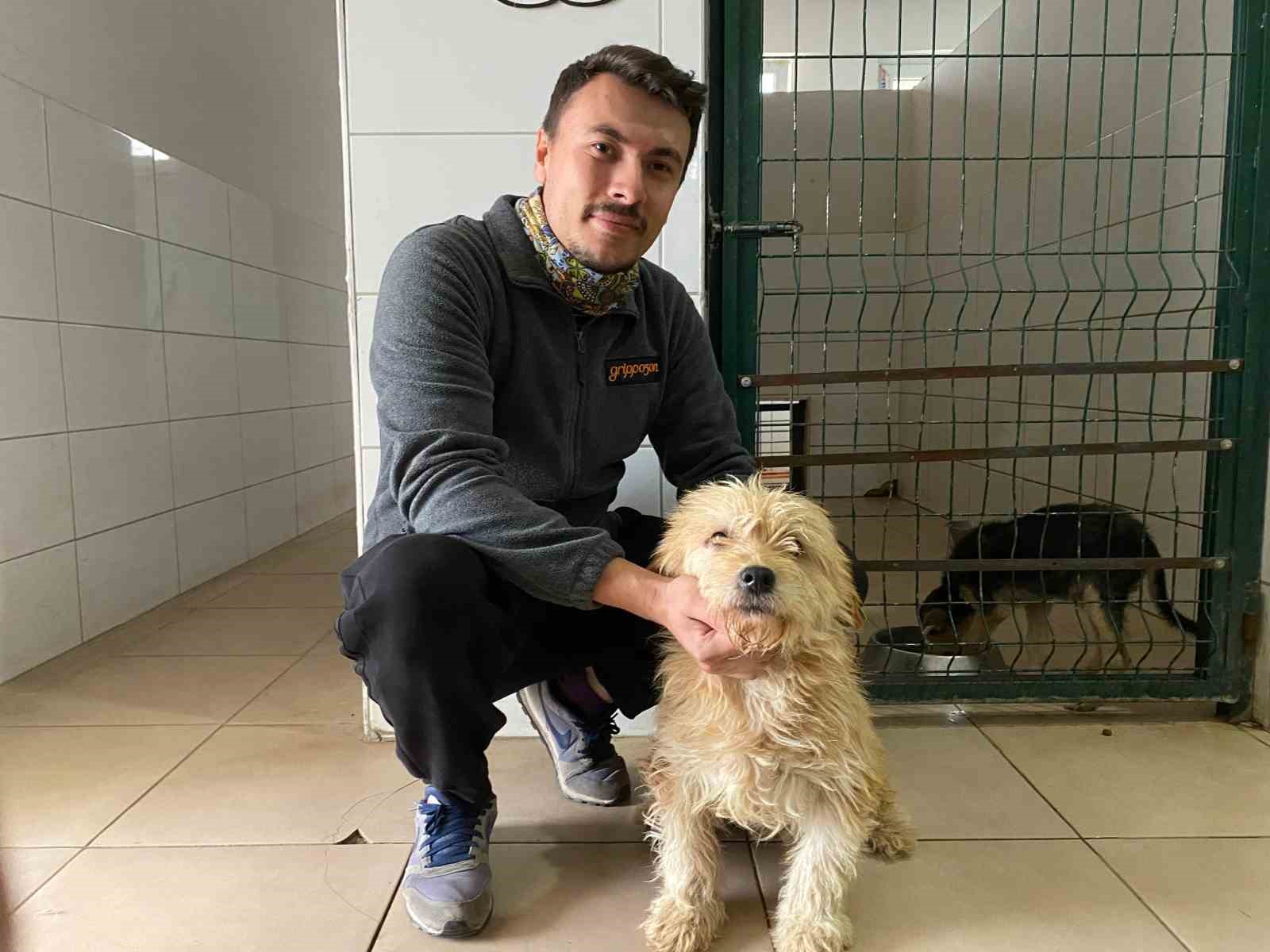 Sahipsiz köpeğe tümör ameliyatı ...BoluNet