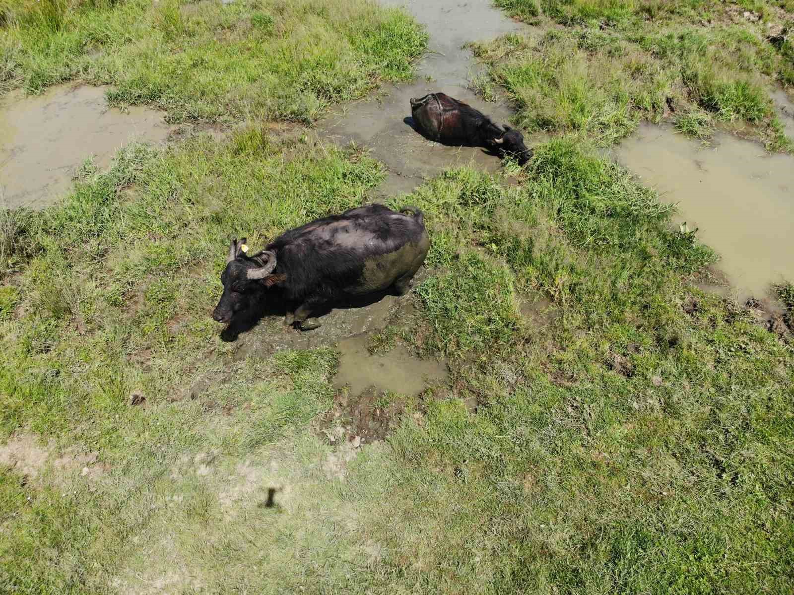 Sıcaktan bunalan mandalar çareyi çamur banyosunda buldu ...BoluNet