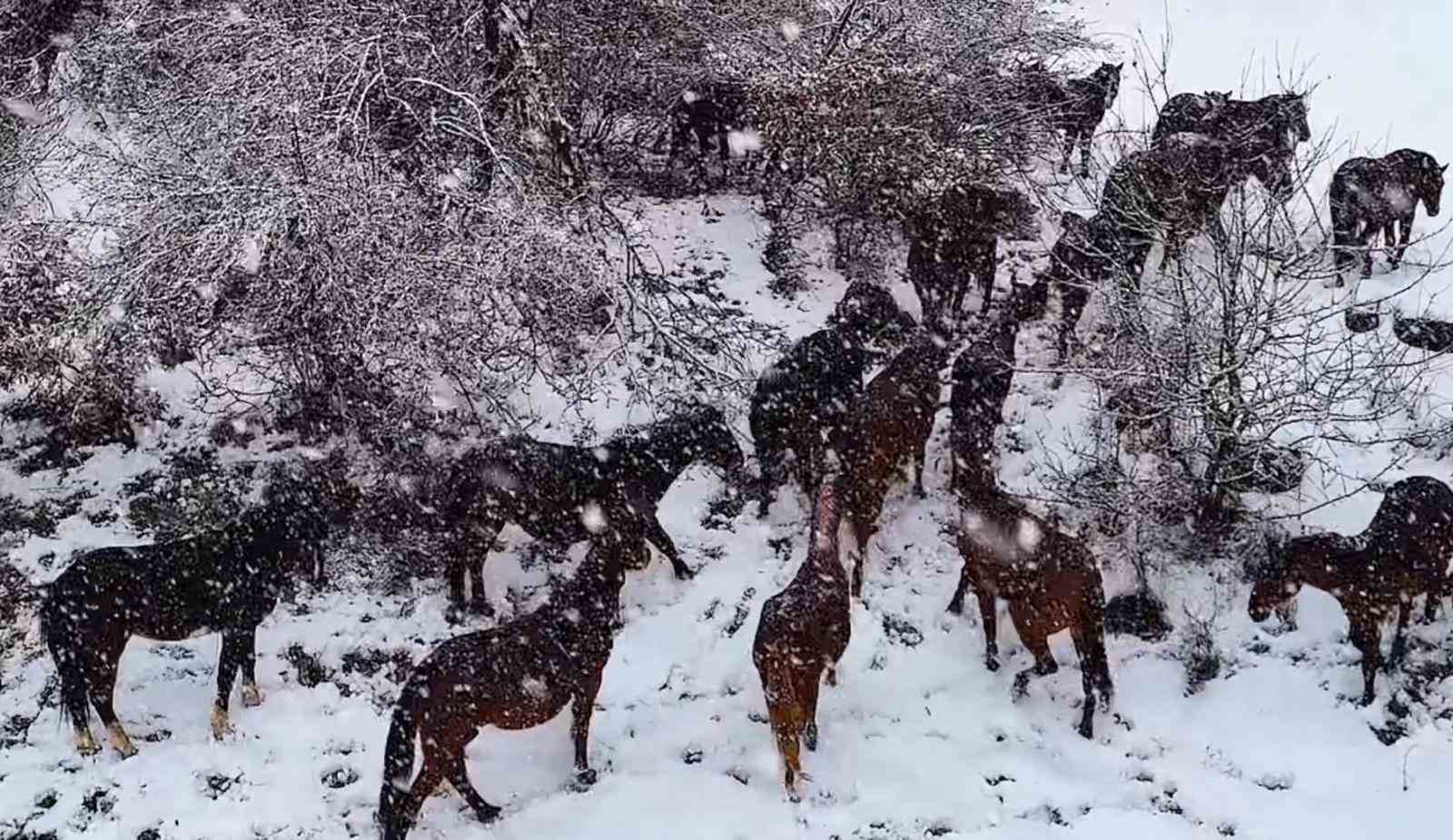 Yılkı atlarının sürü halinde karlar içinde dolaşması güzel ve muhteşem görüntüler ortaya çıkardı...BoluNet