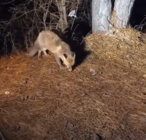 Yiyecek arayan tilkiyi köpek mamasıyla besledi 